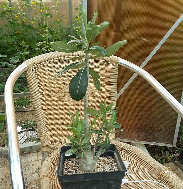 Аденіум любить світло і тепло.