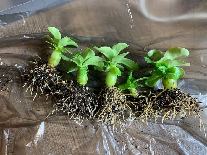 Аденіум любить світло і тепло.