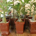 Аденіум: особливості вирощування