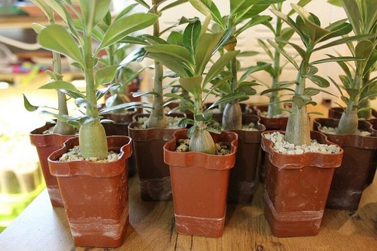 Аденіум: особливості вирощування