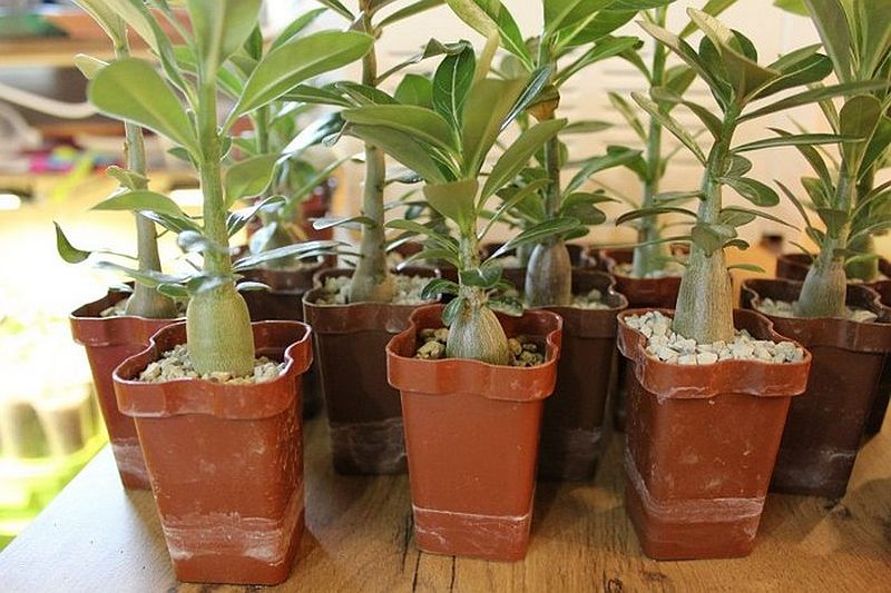 Аденіум: особливості вирощування